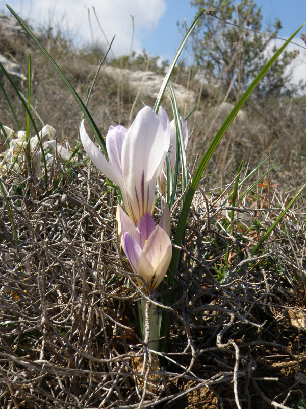 Crocus versicolor - Zafferano della Riviera